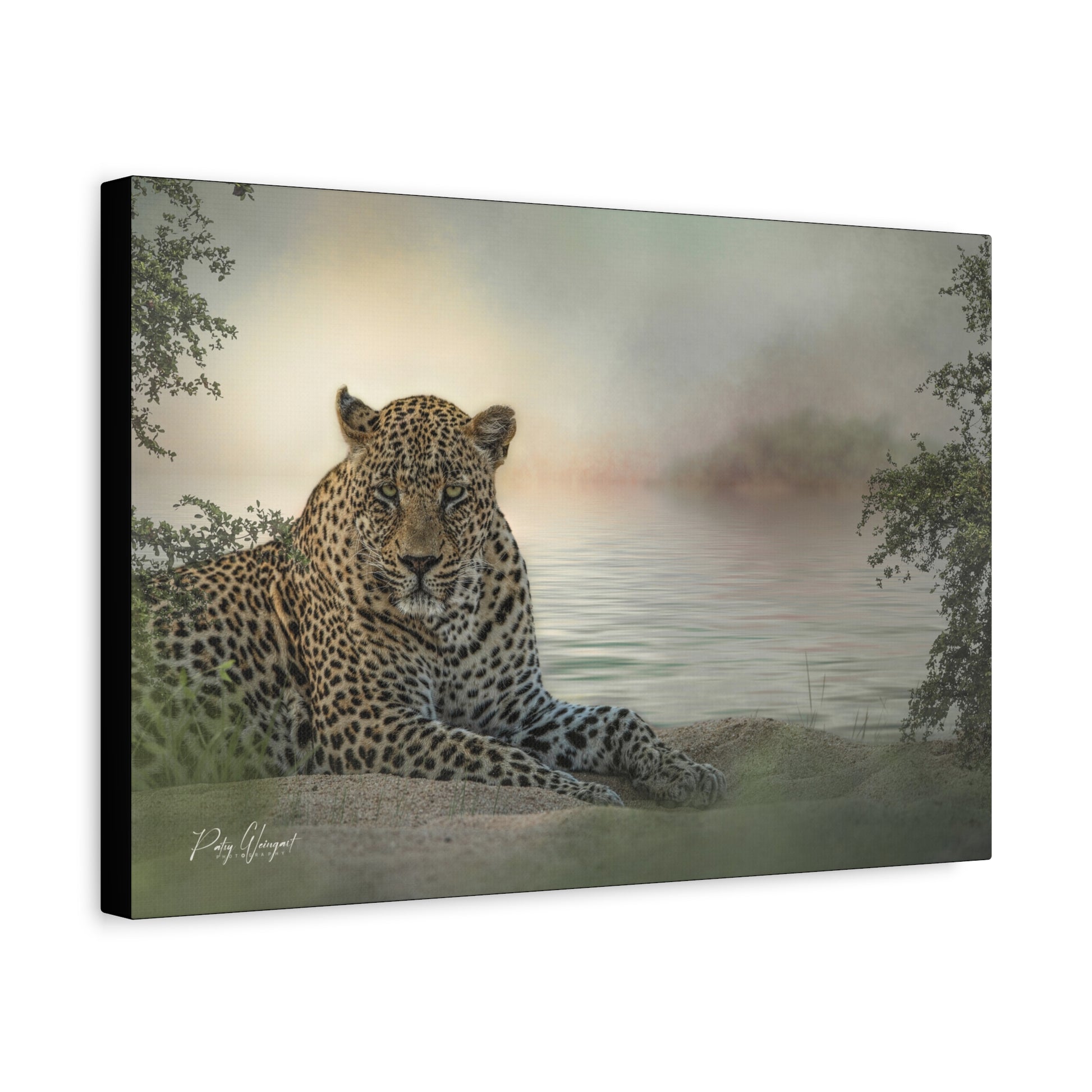 Leopard at the Water’s Edge – By Photographer Patsy Weingart