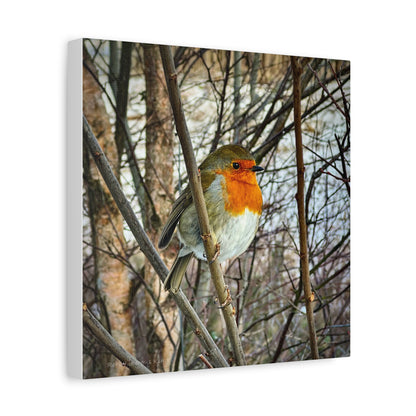 Robin In The Winter Thicket – Snowbound Stillness, Scotland By Photographer Fergus King