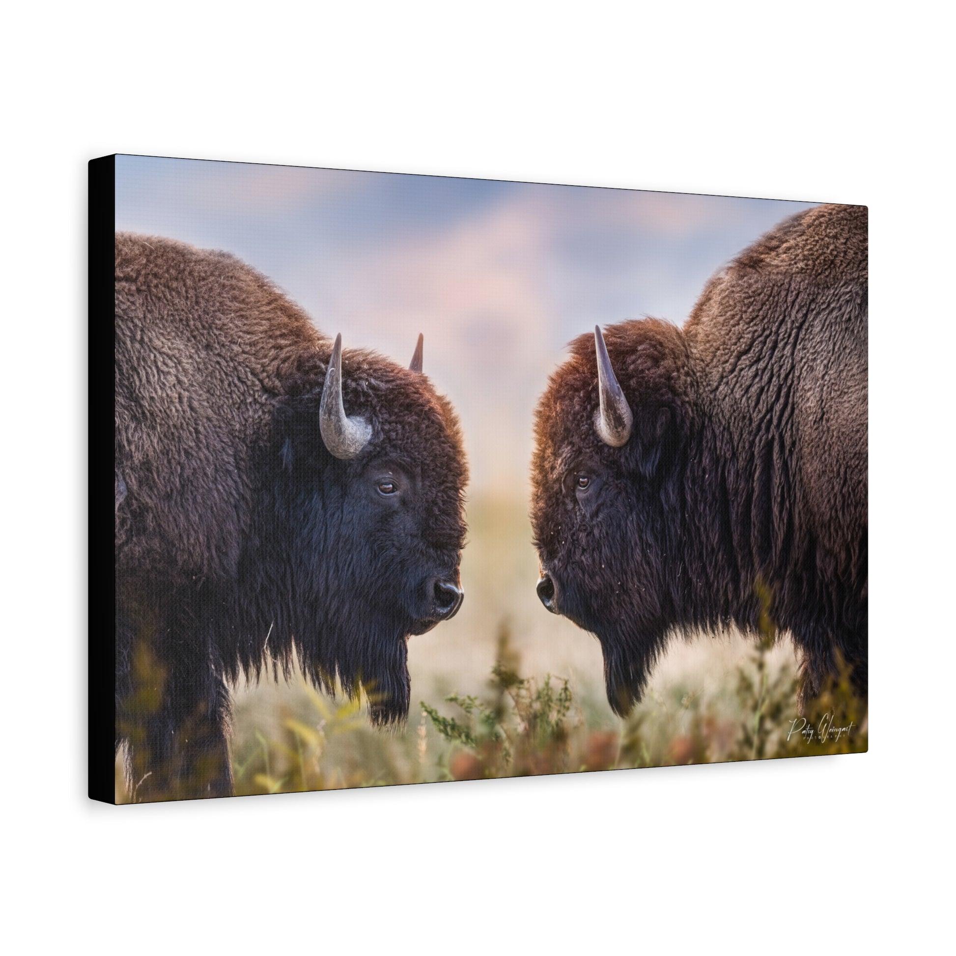 Bison Showdown at Sunrise – Wildlife Canvas Print (Matte 1.25") by Patsy Weingart