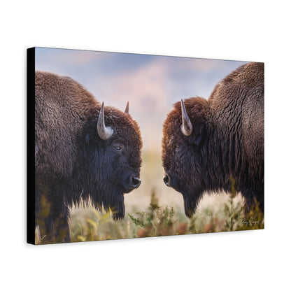 Bison Showdown at Sunrise – Wildlife Canvas Print (Matte 1.25") by Patsy Weingart