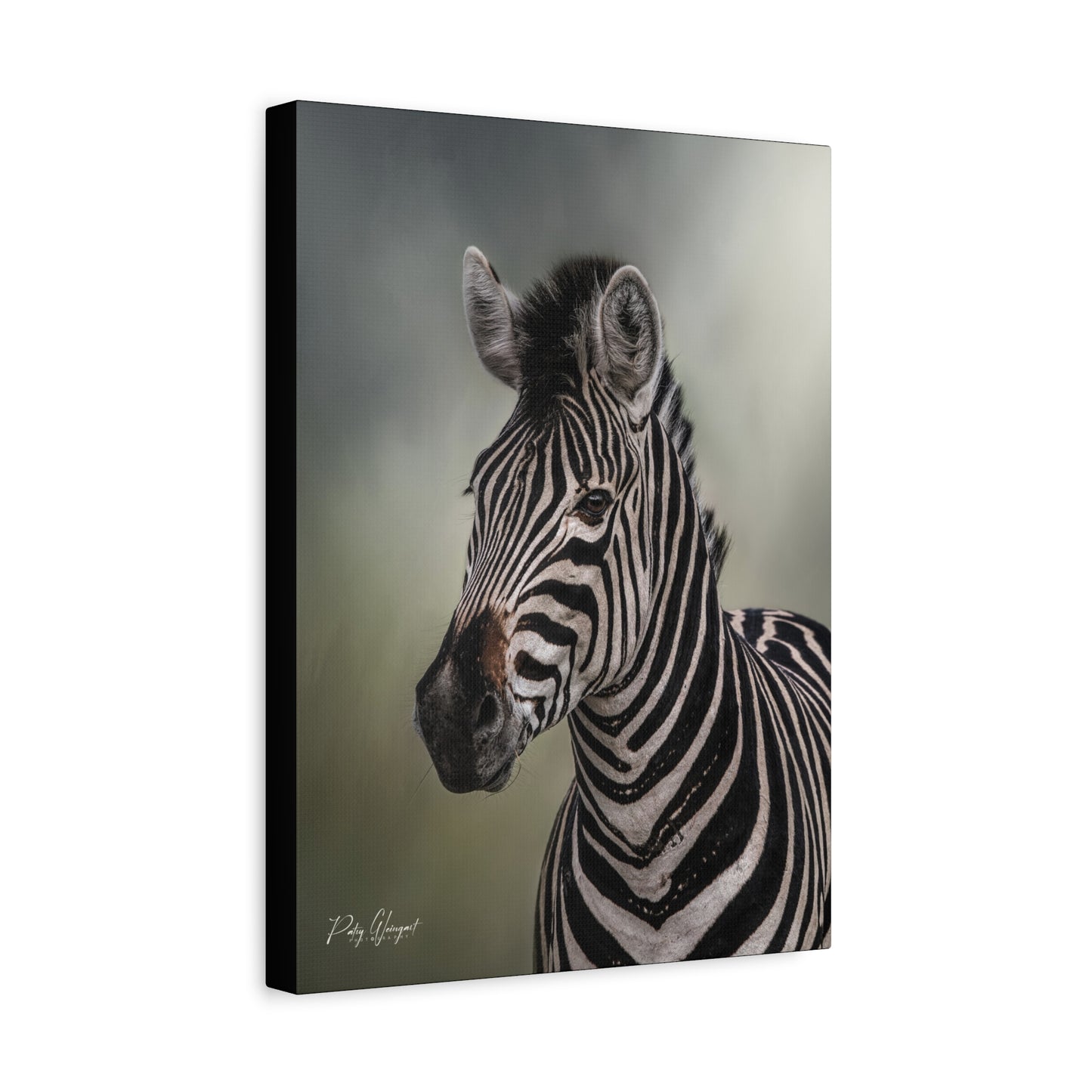 Zebra Portrait in Pastel Light – African Wildlife Canvas Print by Photographer Patsy Weingart