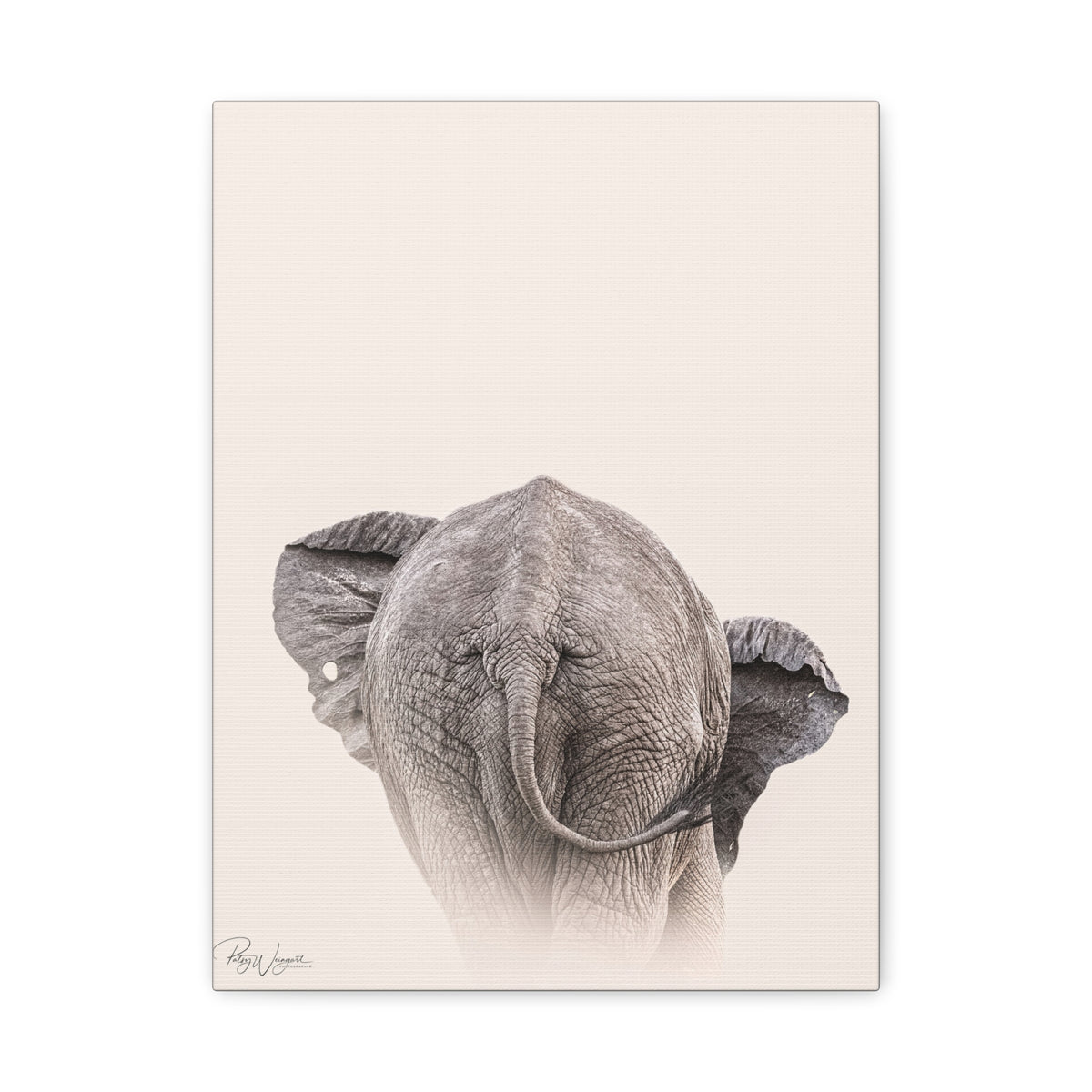 Elephant in Stillness — By Photographer Patsy Weingart