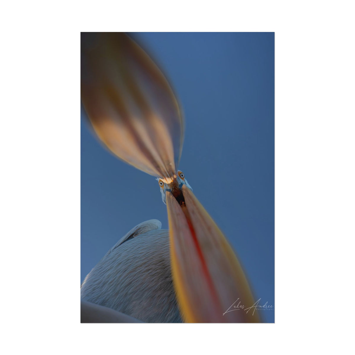 Pelican Portrait Fine Art Print | By Photographer Lukas Andersen