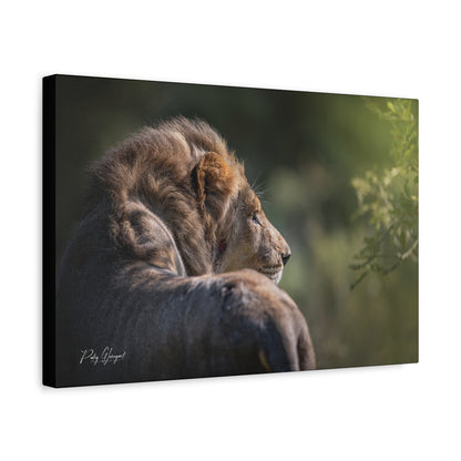 Lion in the Sun’s Glow – By Photographer Patsy Weingart