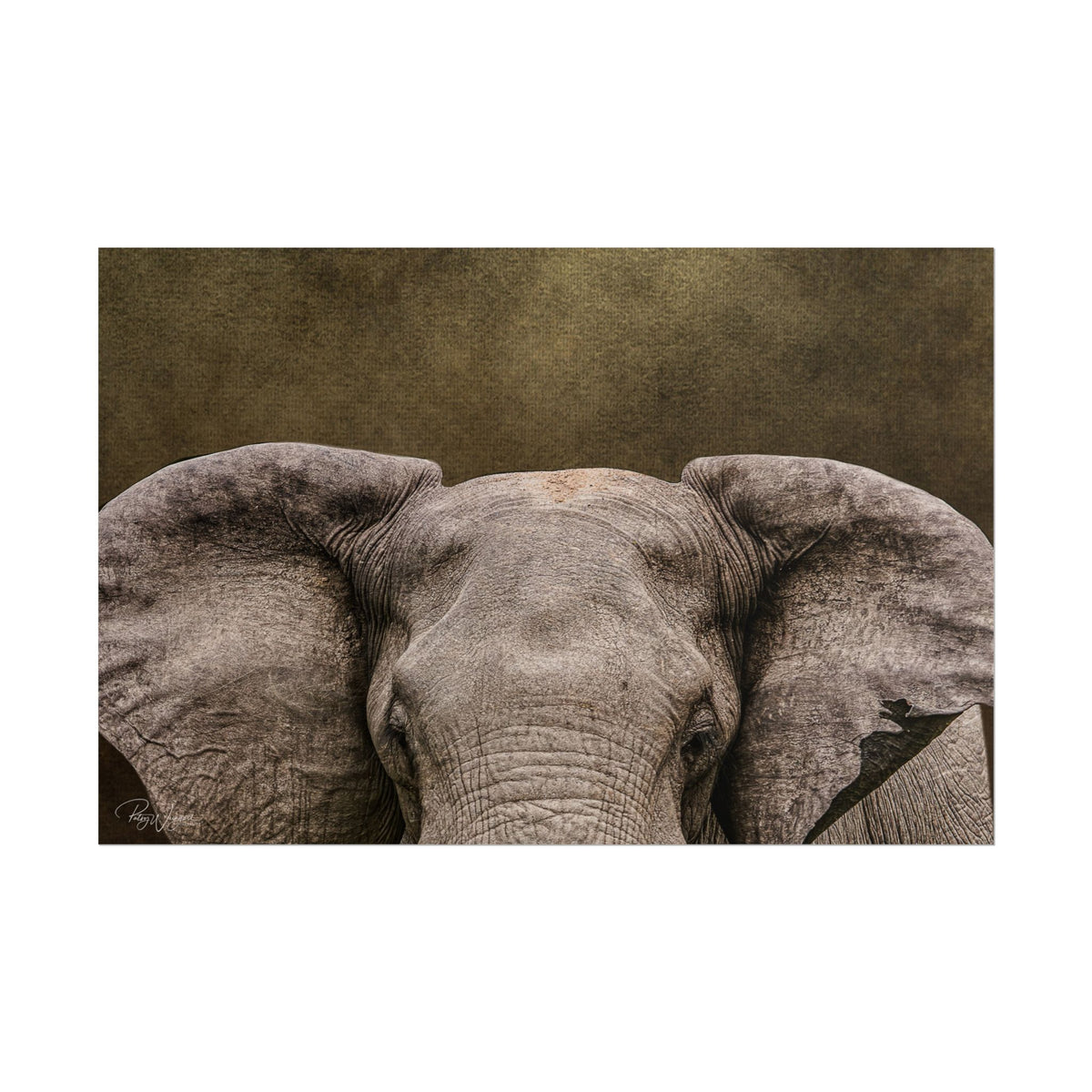 Elephant Portrait Fine Art Print | By Photographer Patsy Weingart