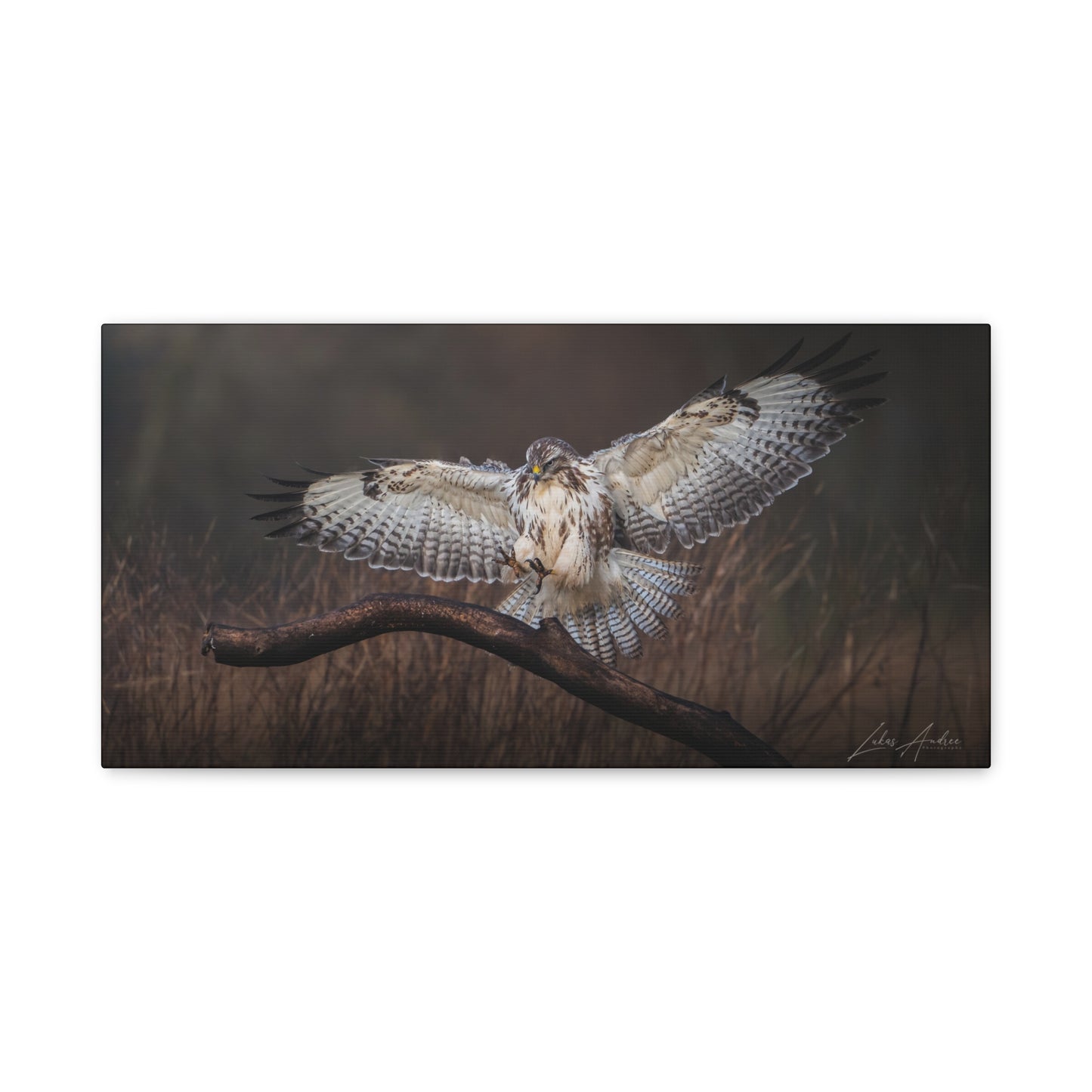 White Buzzard Landing on Forest Branch — By Photographer Lukas Andersen