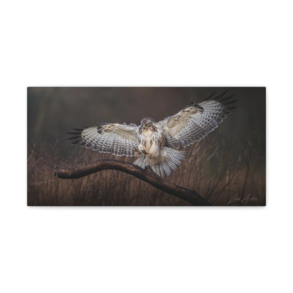 White Buzzard Landing on Forest Branch — By Photographer Lukas Andersen