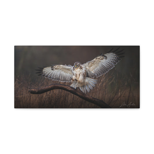 White Buzzard Landing on Forest Branch — By Photographer Lukas Andersen