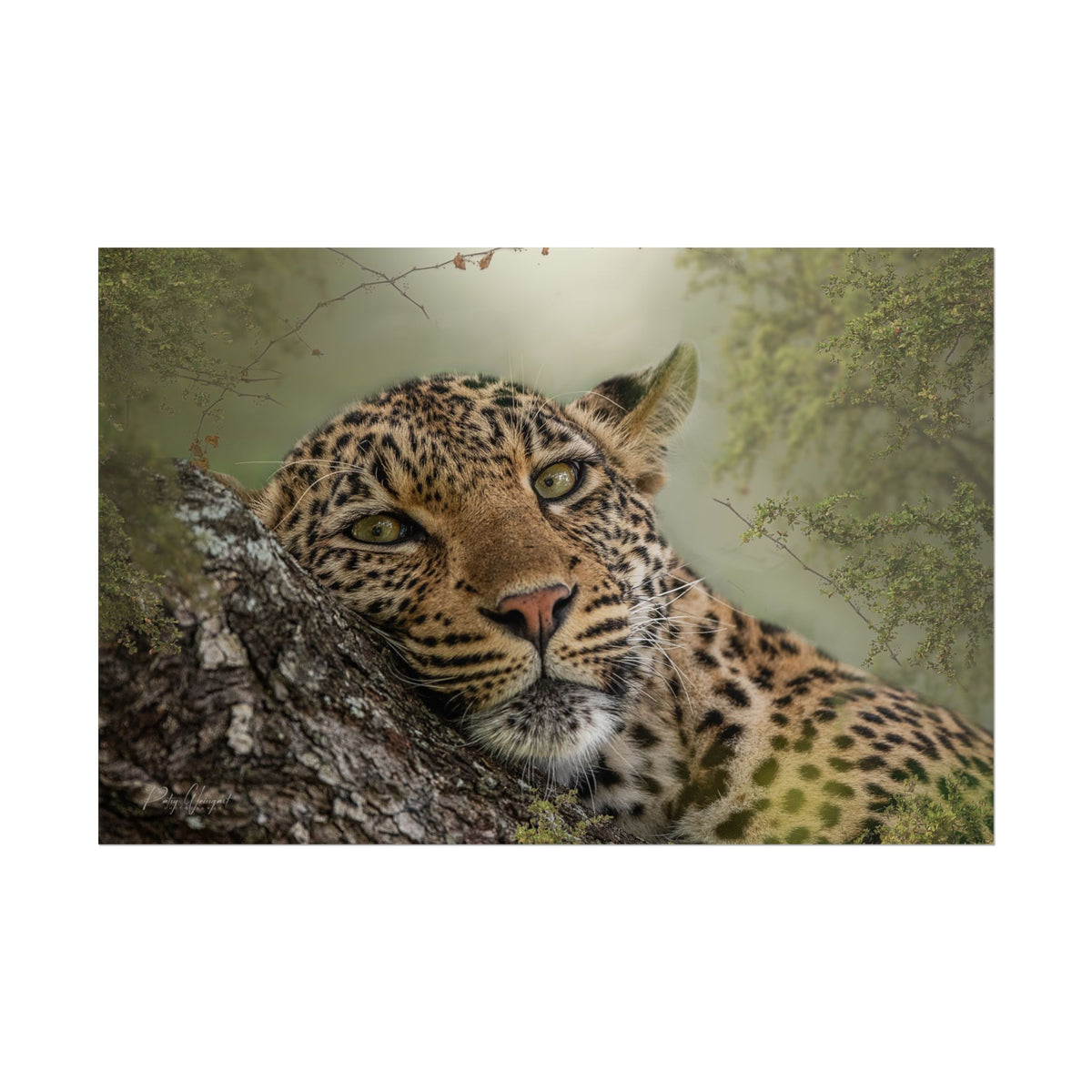 Leopard in Repose Fine Art Print | By Photographer Patsy Weingart