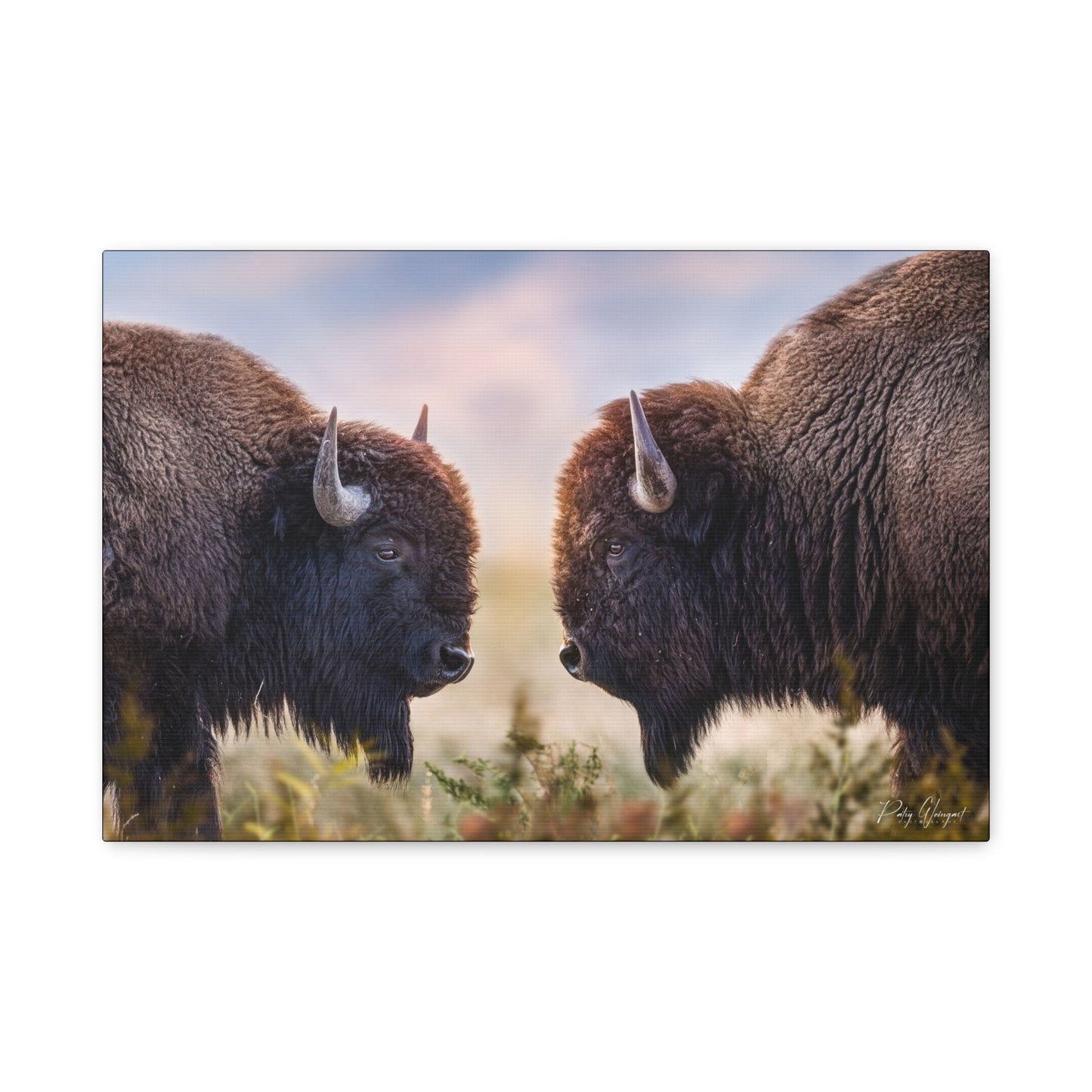 Bison Showdown at Sunrise – Wildlife Canvas Print (Matte 1.25") by Patsy Weingart