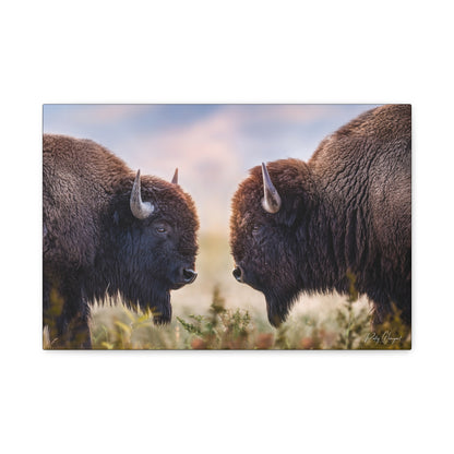 Bison Showdown at Sunrise – Wildlife Canvas Print (Matte 1.25") by Patsy Weingart