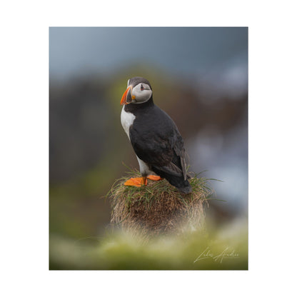 Puffin on the Cliffs Fine Art Print | By Photographer Lukas Andersen
