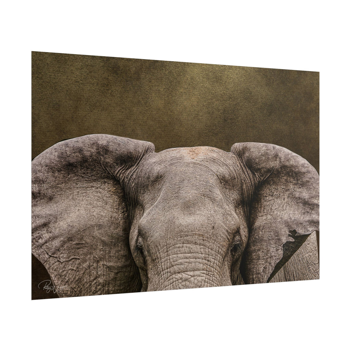 Elephant Portrait Fine Art Print | By Photographer Patsy Weingart