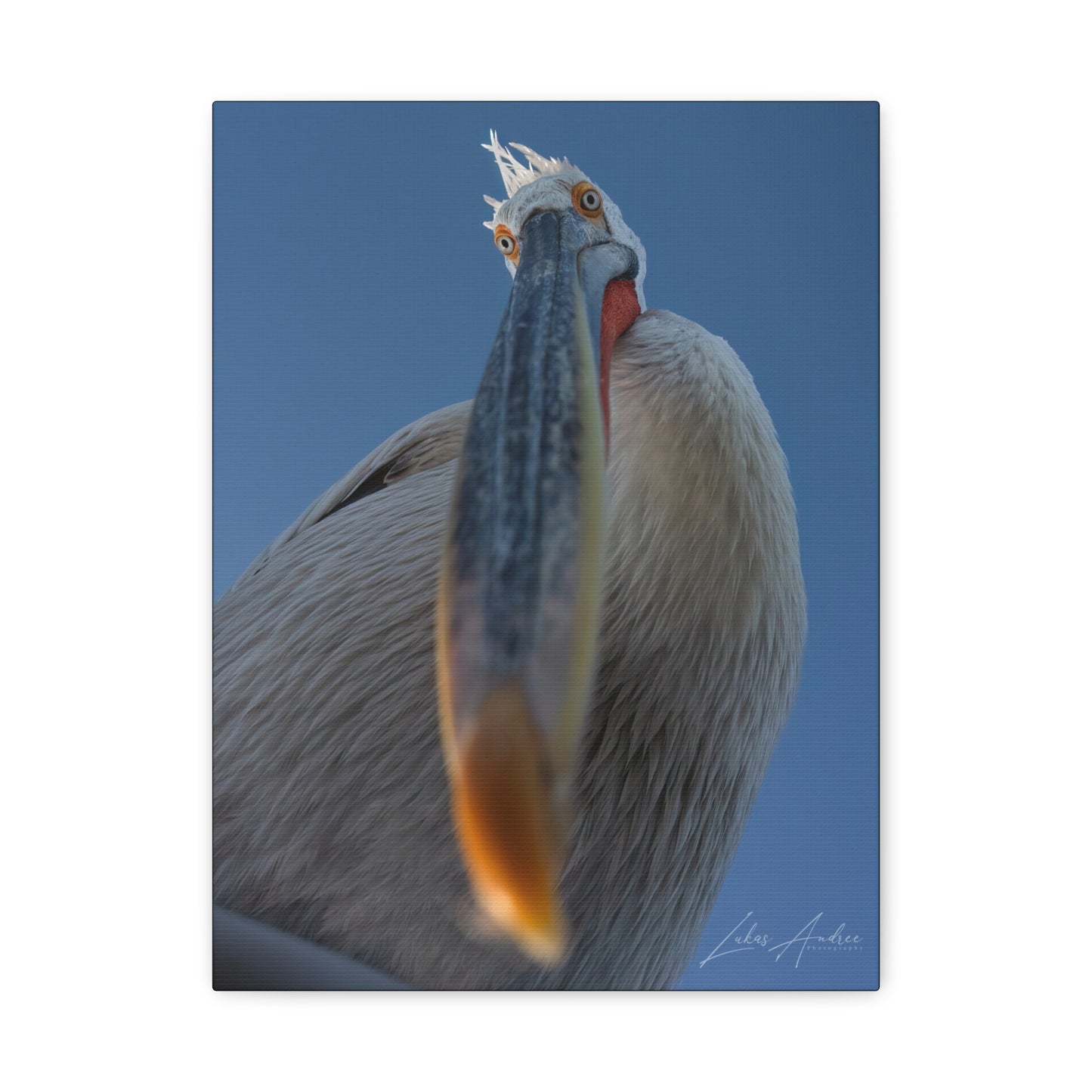 Pelican Gaze Against Open Sky — By Photographer Lukas Andersen