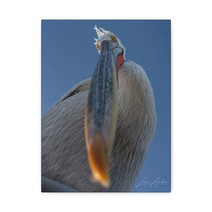 Pelican Gaze Against Open Sky — By Photographer Lukas Andersen
