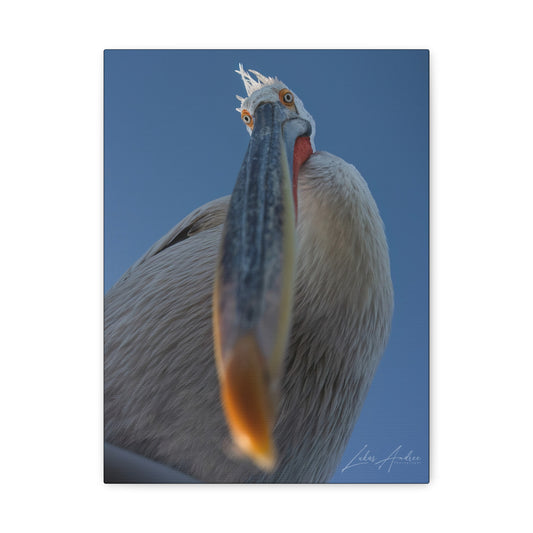 Pelican Gaze Against Open Sky — By Photographer Lukas Andersen