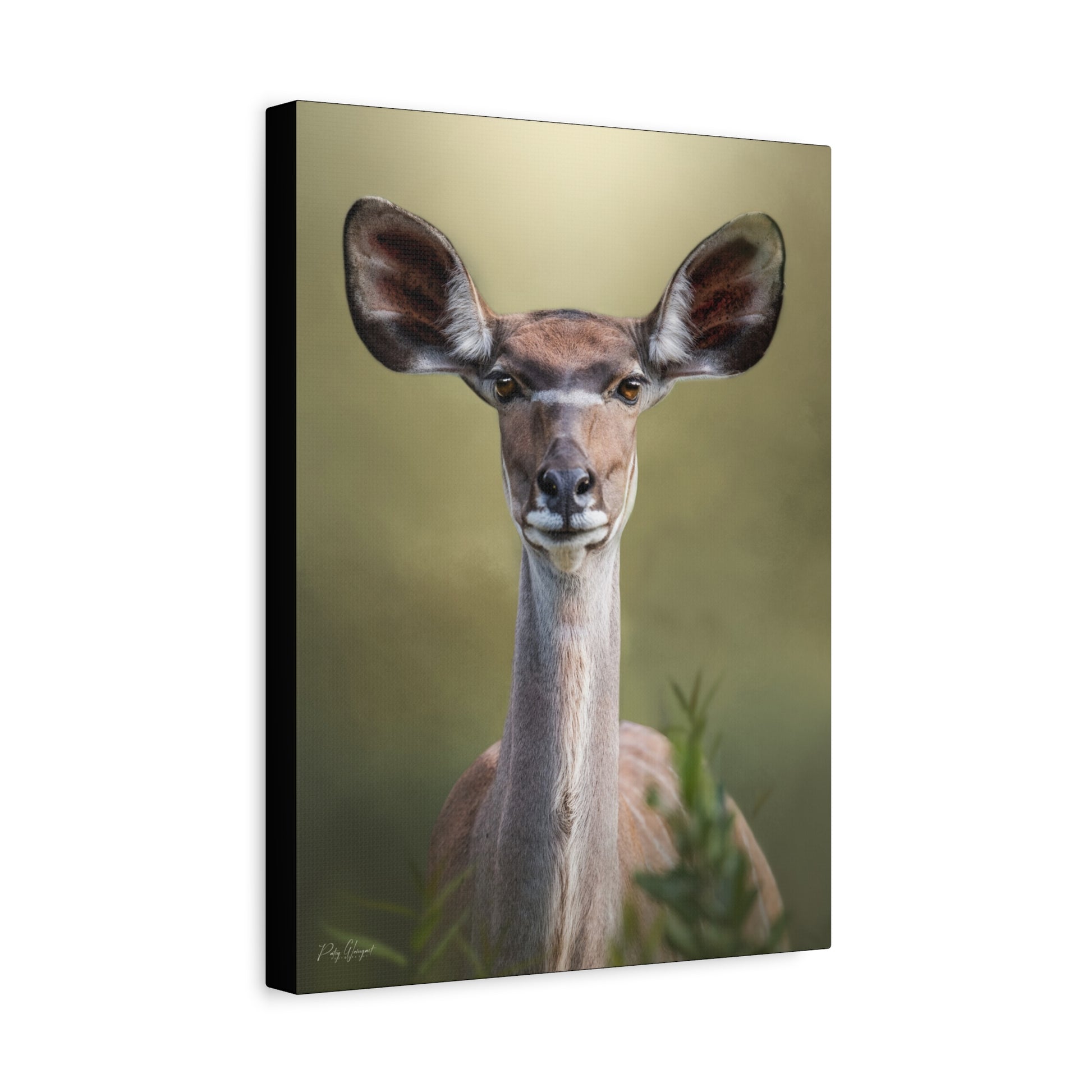 Ears of the Plains – Kudu Portrait by Photographer Patsy Weingart