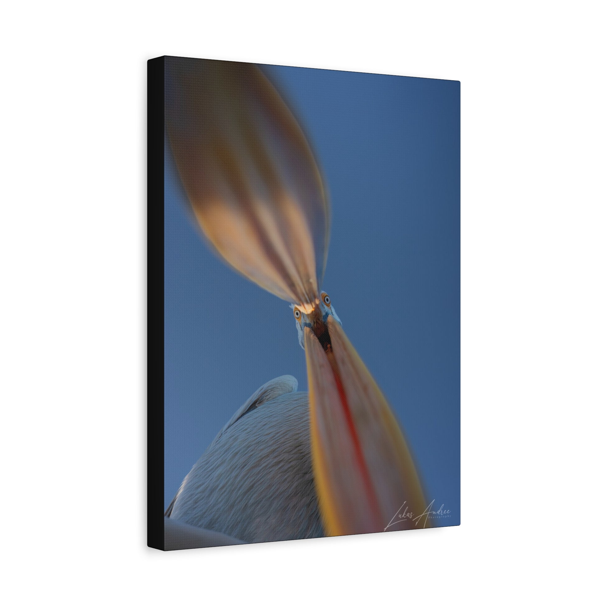 Pelican With Open Beak — By Photographer Lukas Andersen