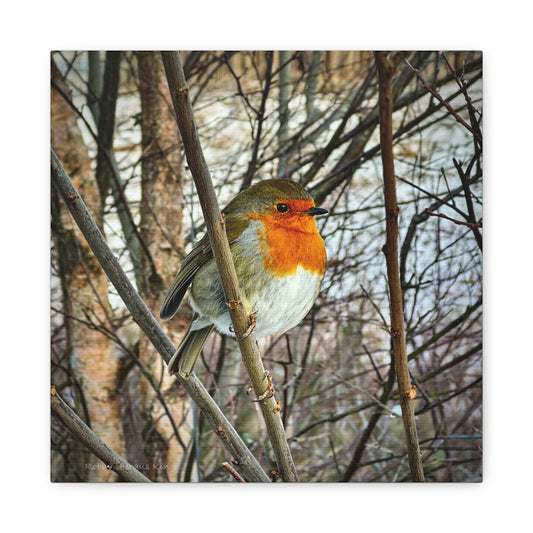 Robin In The Winter Thicket – Snowbound Stillness, Scotland By Photographer Fergus King
