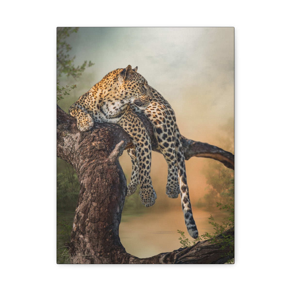 Leopard at Rest Canvas Print | By Photographer Patsy Weingart