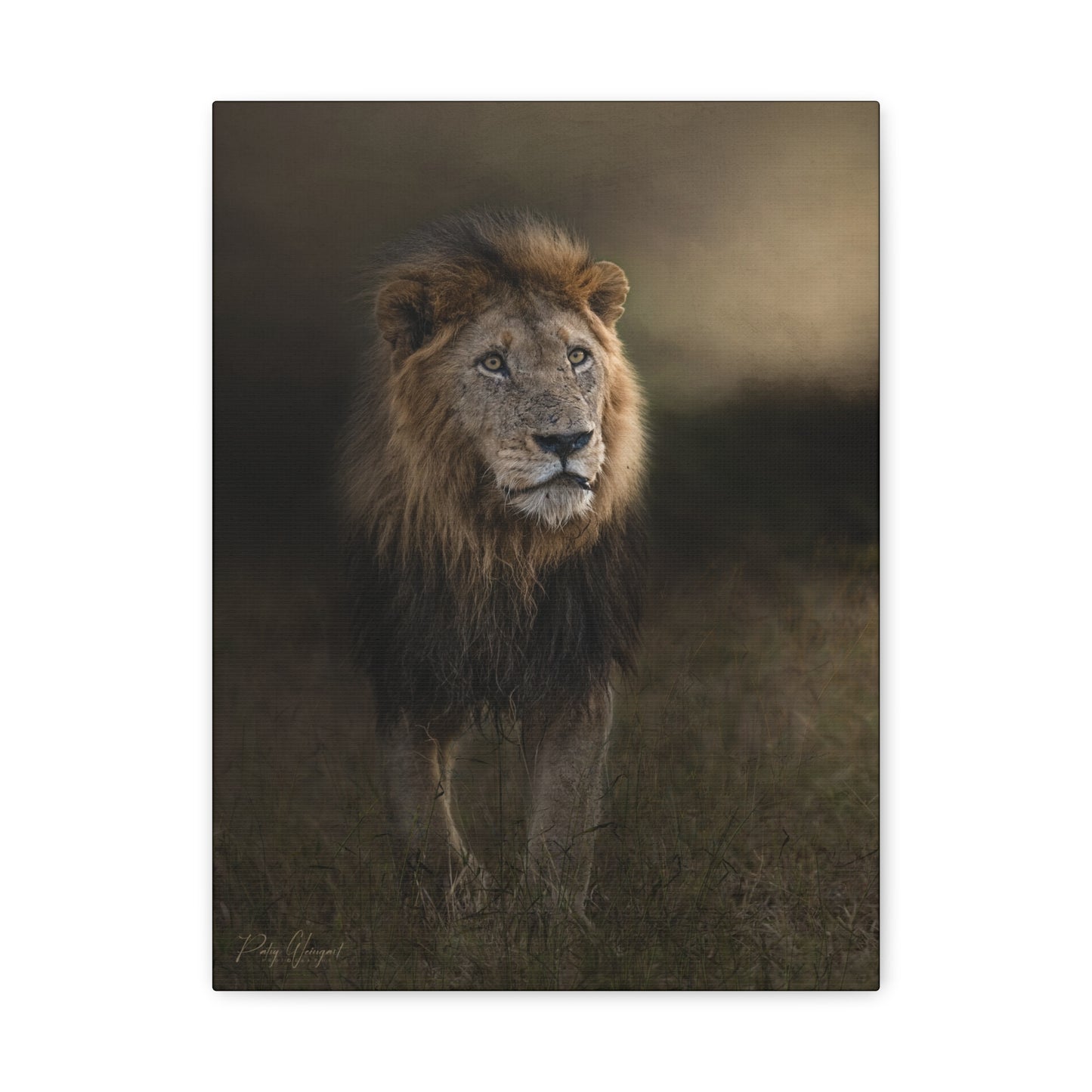 Under the Gathering Sky – Advancing Lion by Photographer Patsy Weingart
