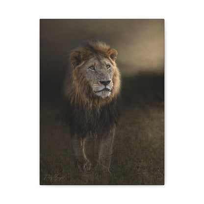 Under the Gathering Sky – Advancing Lion by Photographer Patsy Weingart