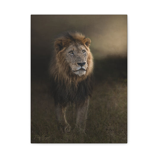 Majestic Resolve – Male Lion in High Grass by Photographer Patsy Weingart