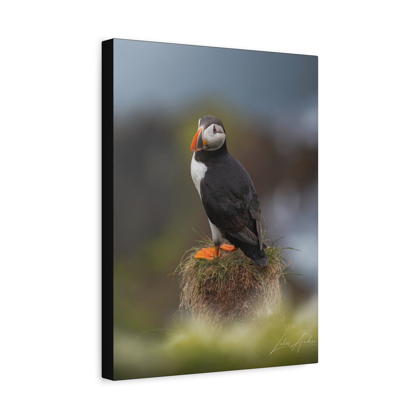 Puffin Standing on Grassy Ledge — By Photographer Lukas Andersen