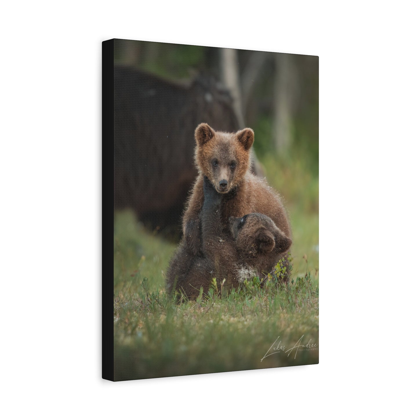 Playful Bear Cubs in Meadow Light – By Photographer Lukas Andersen