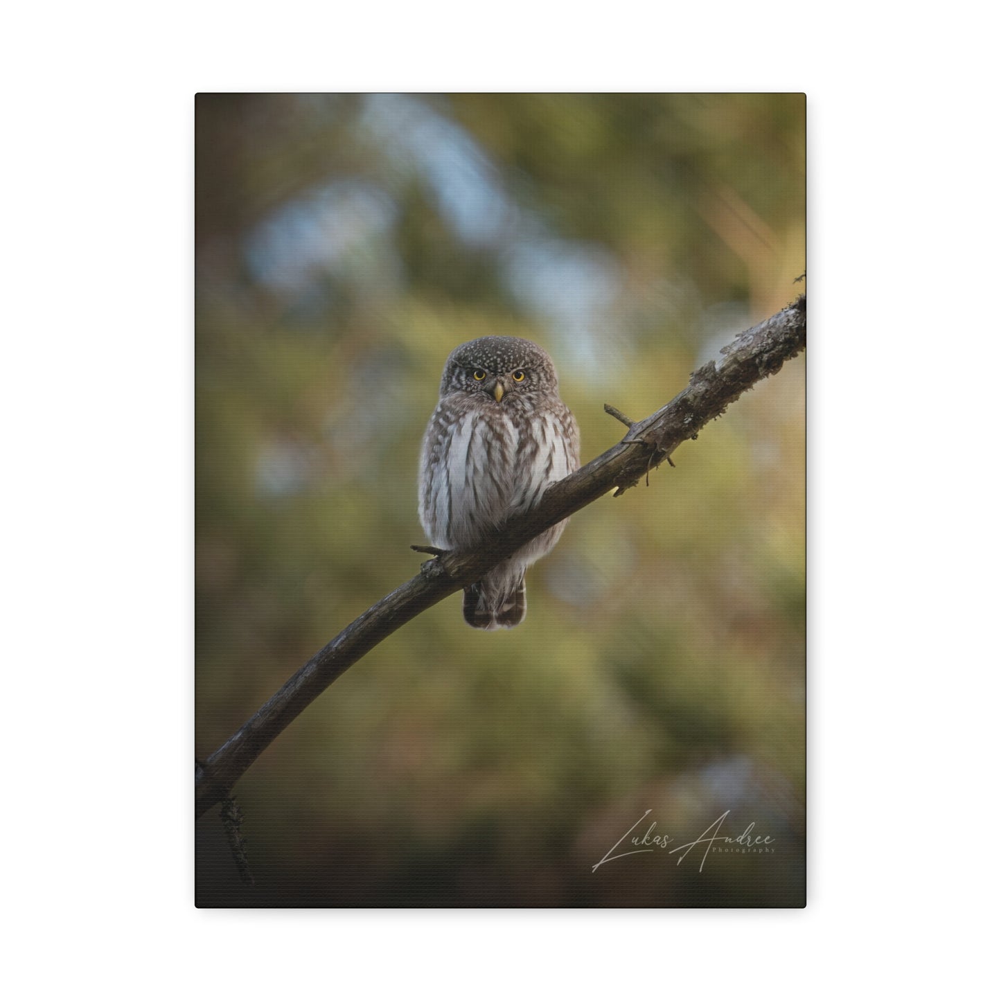 Pygmy Owl on Forest Branch — By Photographer Lukas Andersen