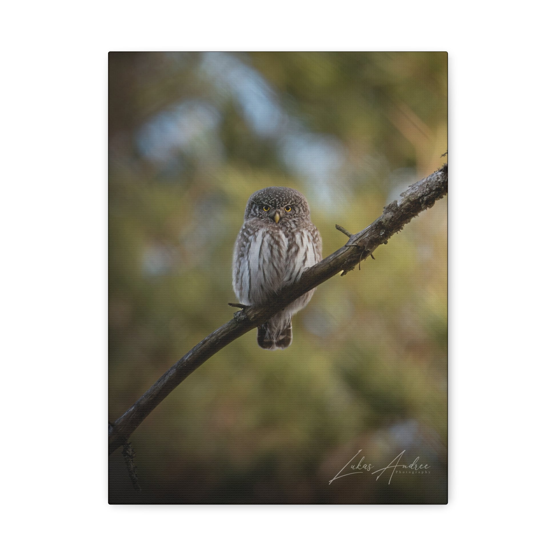 Pygmy Owl on Forest Branch — By Photographer Lukas Andersen