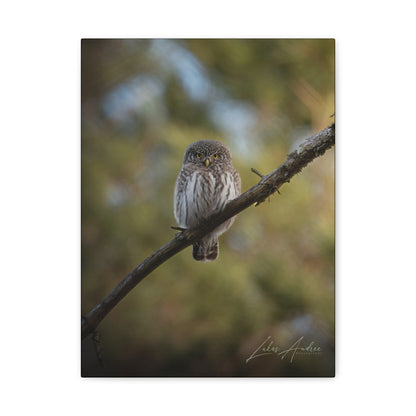 Pygmy Owl on Forest Branch — By Photographer Lukas Andersen