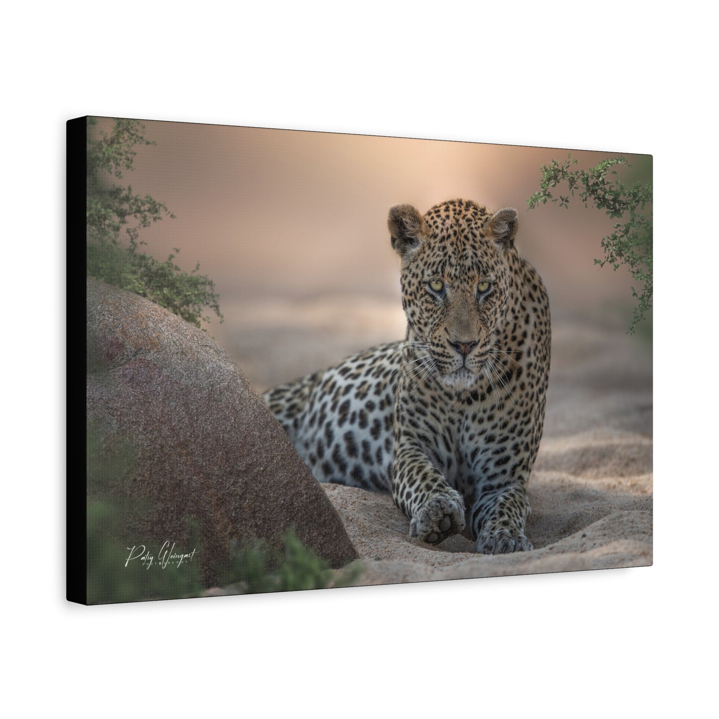 Leopard Resting at Sunset – By Photographer Patsy Weingart