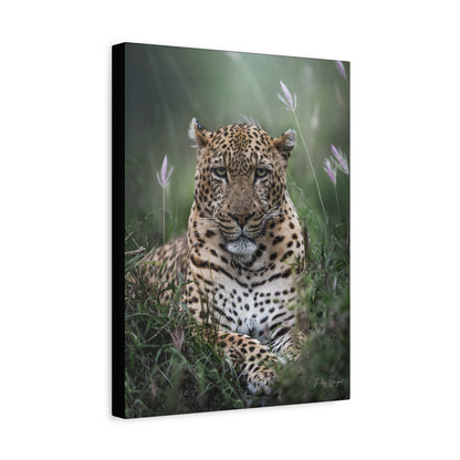 Leopard in the Grass – By Photographer Patsy Weingart