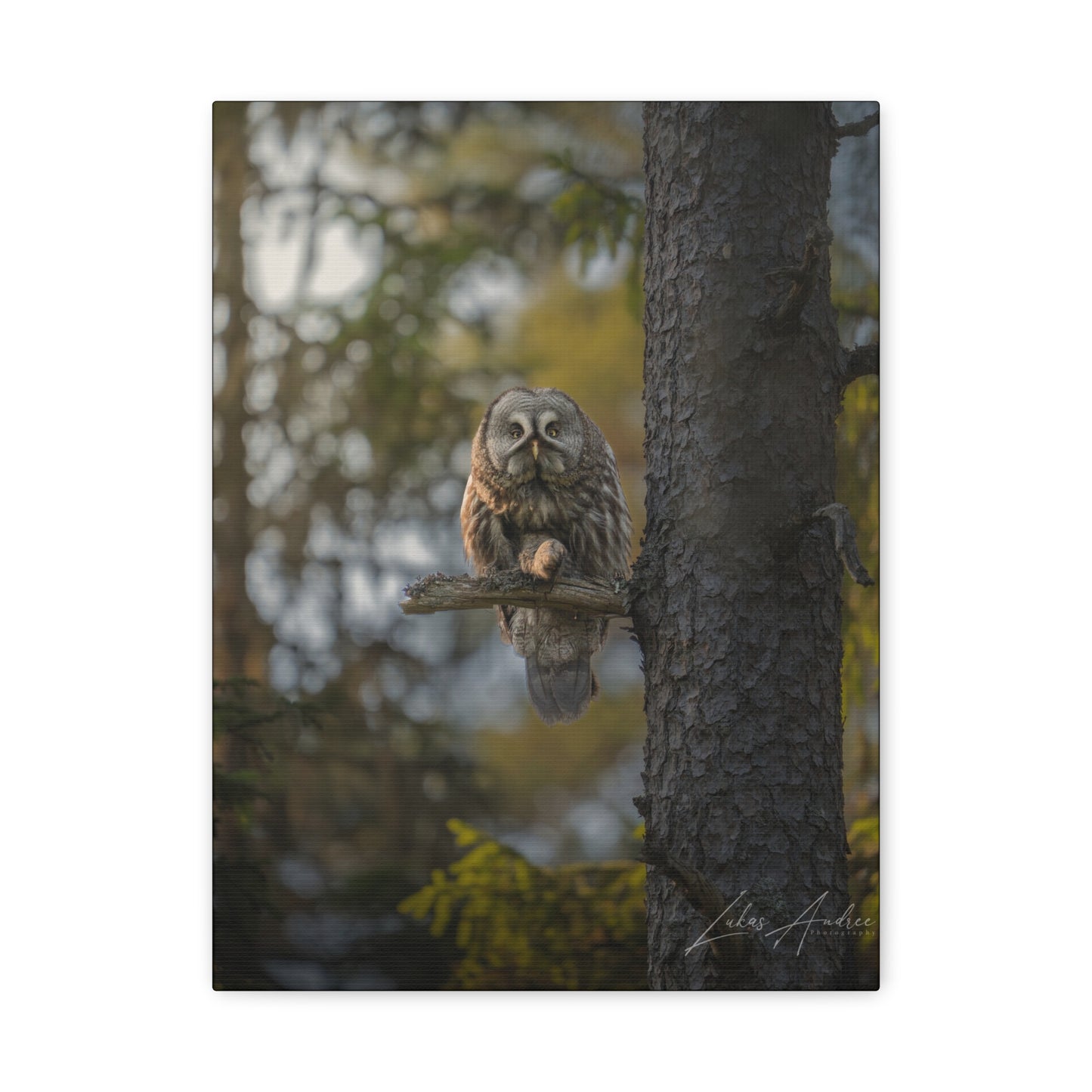 Great Gray Owl on Forest Perch – By Photographer Lukas Andersen