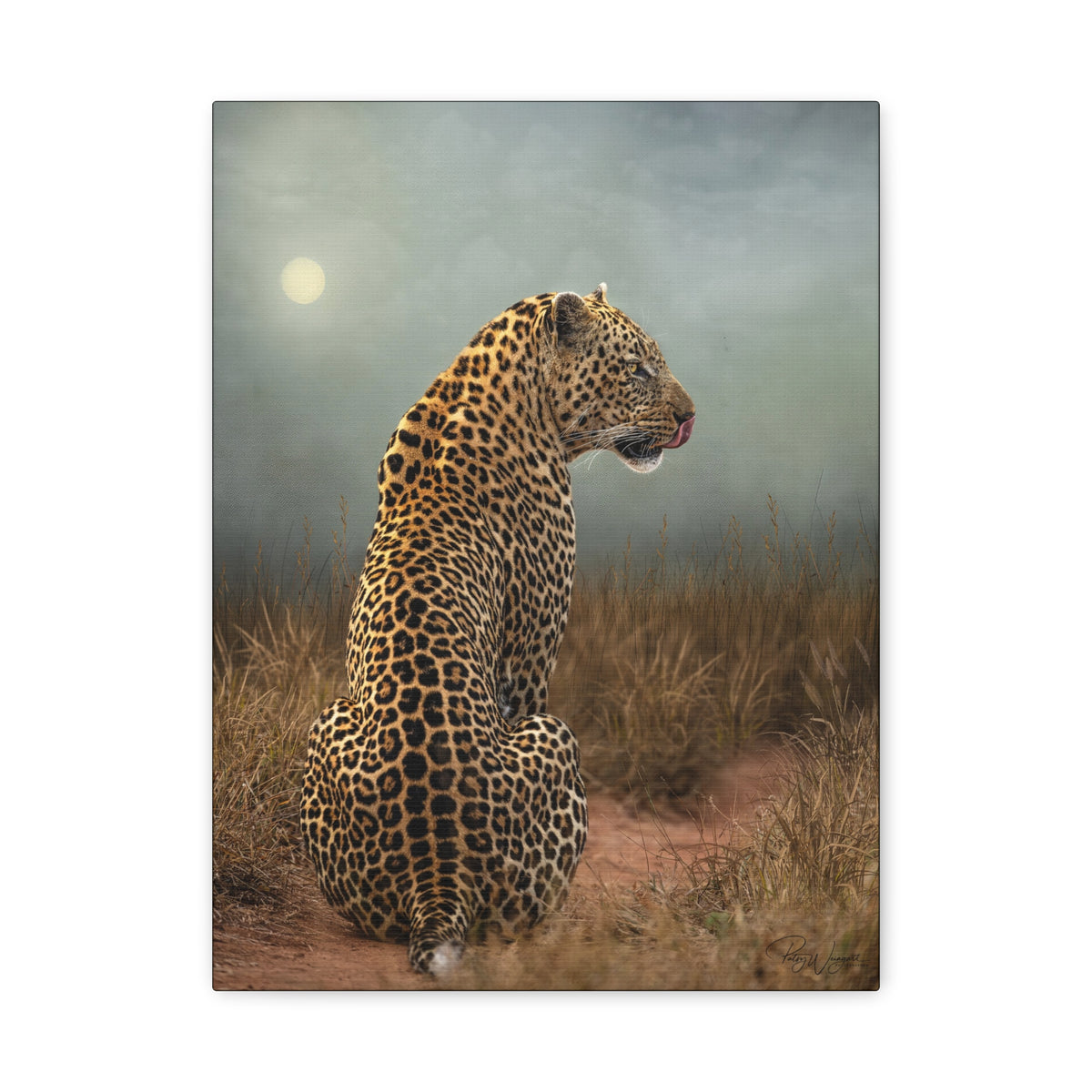 Leopard at Sunset — By Photographer Patsy Weingart