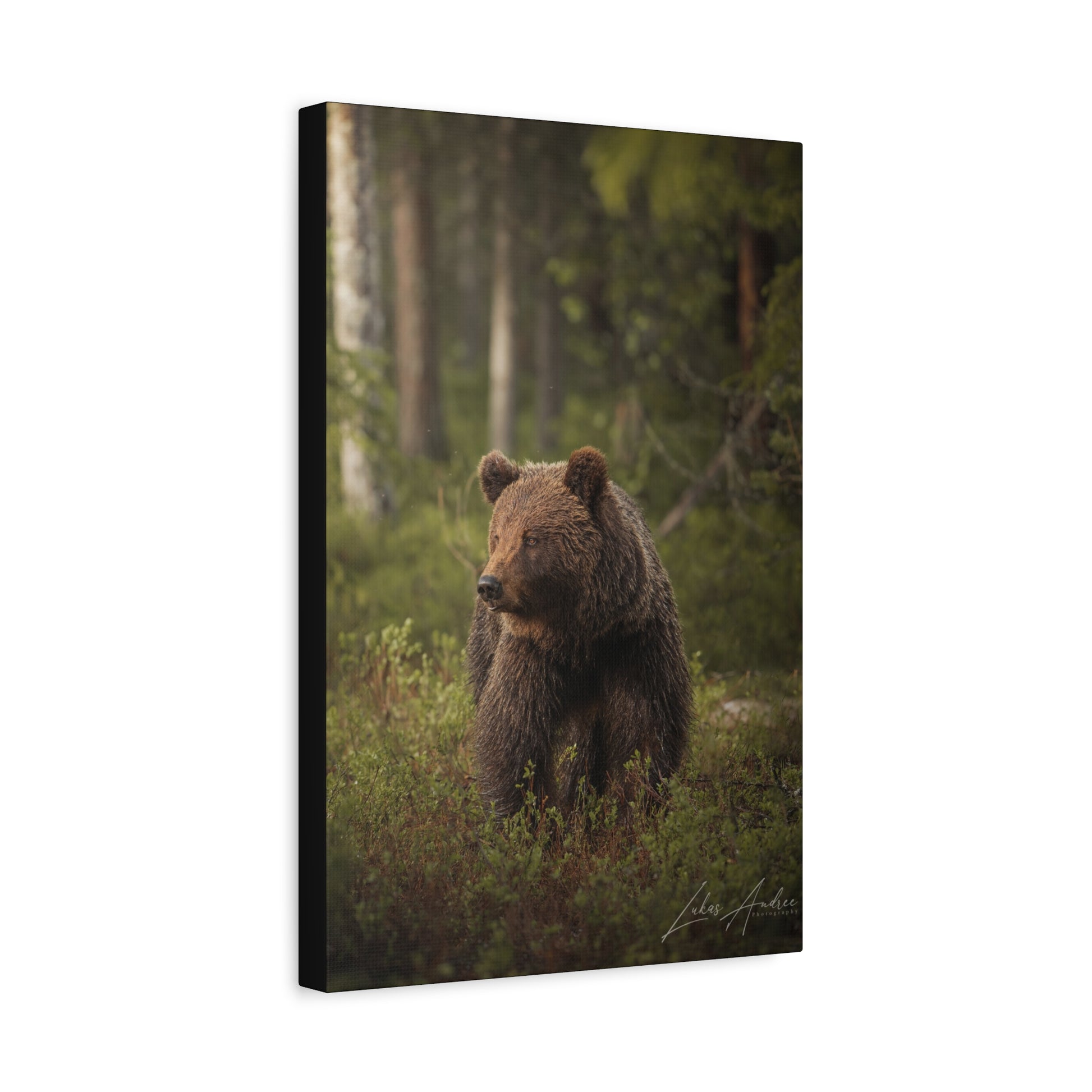 Brown Bear in Deep Forest Light – By Photographer Lukas Andersen