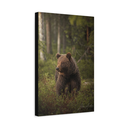 Brown Bear in Deep Forest Light – By Photographer Lukas Andersen