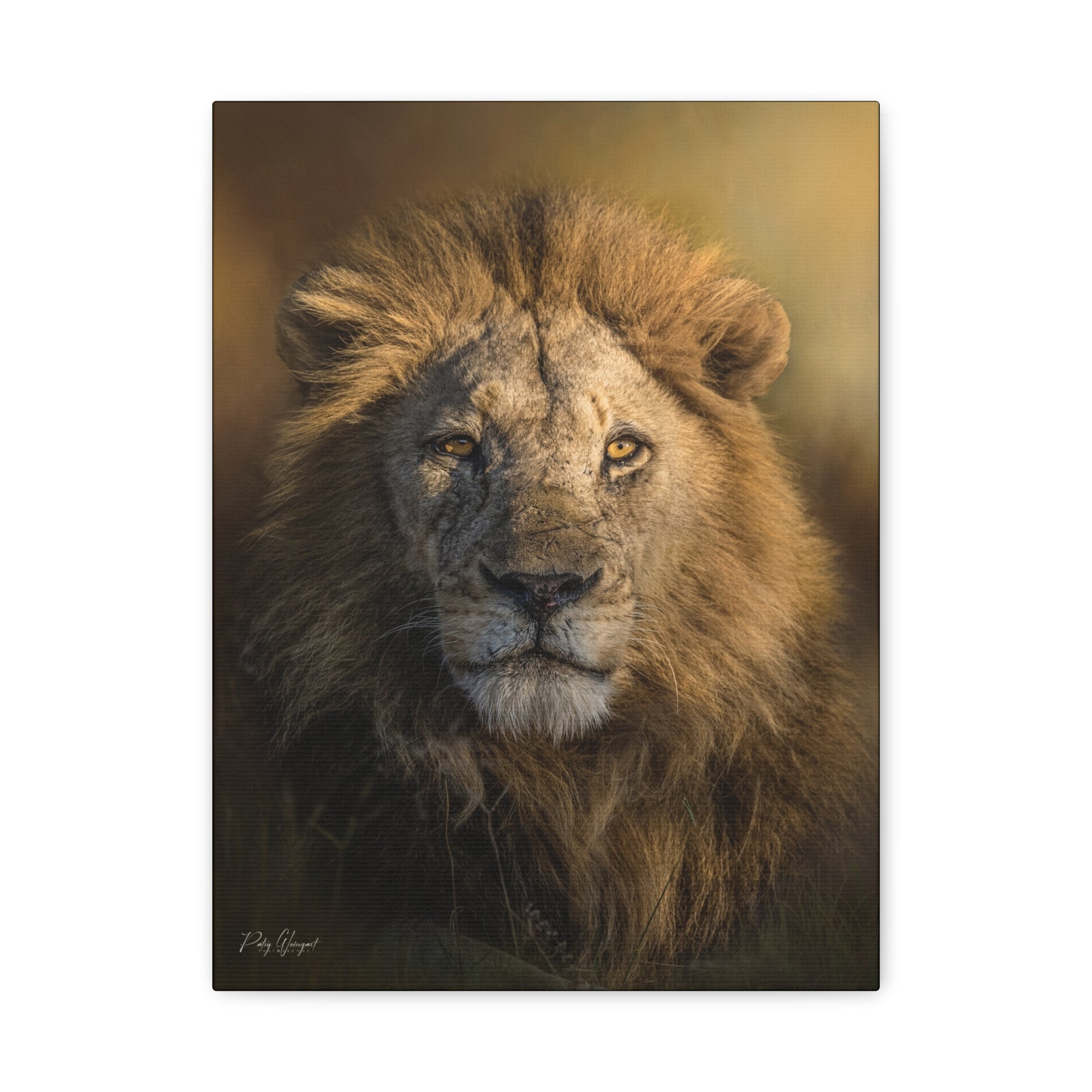 Majestic Lion in Golden Light – By Photographer Patsy Weingart