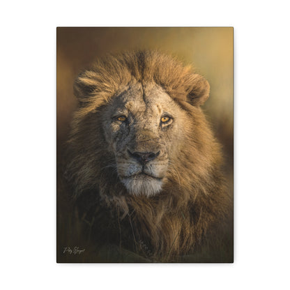 Majestic Lion in Golden Light – By Photographer Patsy Weingart