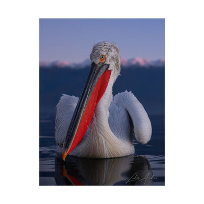 Dalmatian Pelican Fine Art Print | By Photographer Lukas Andersen