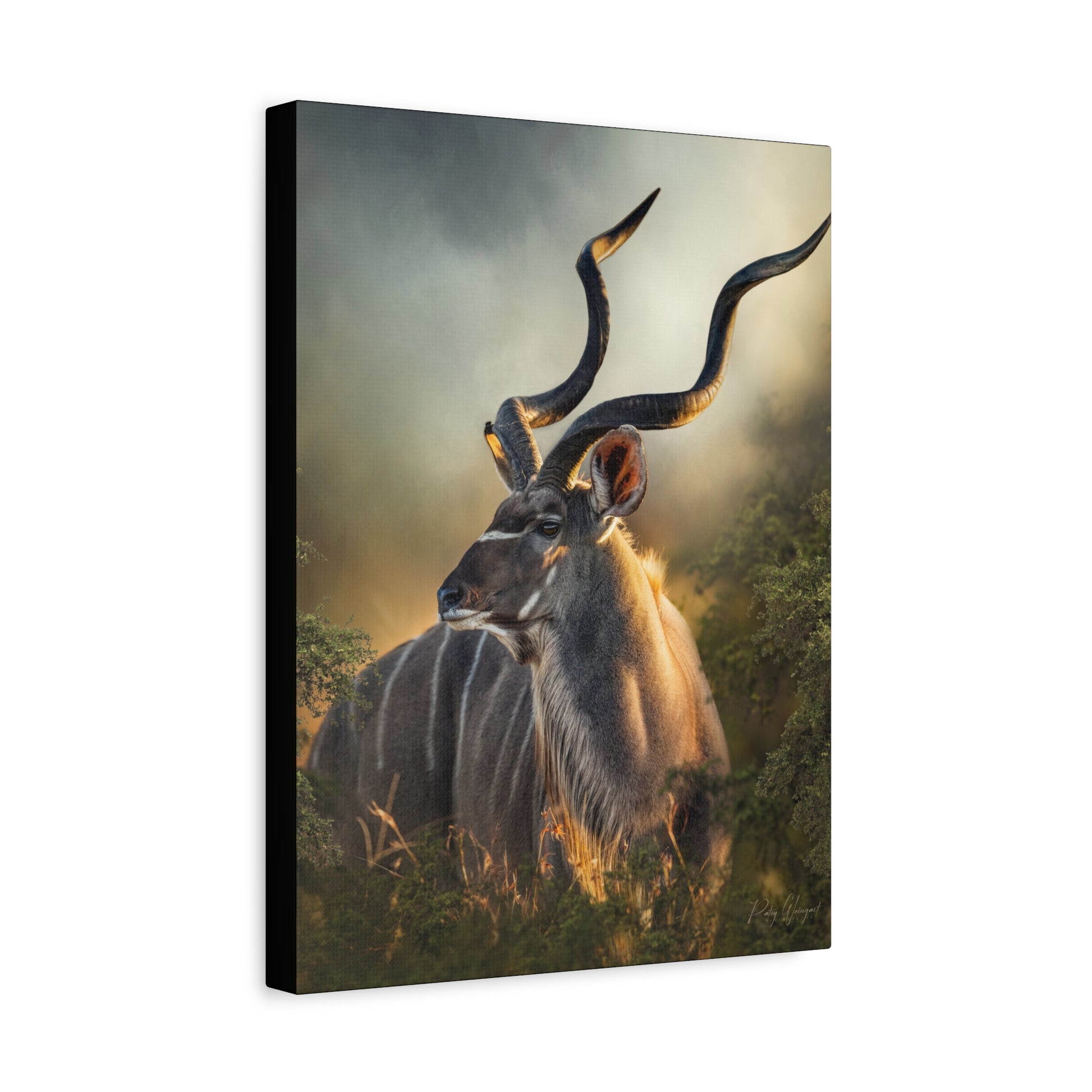 Majesty in Stillness, By Photographer Patsy Weingart