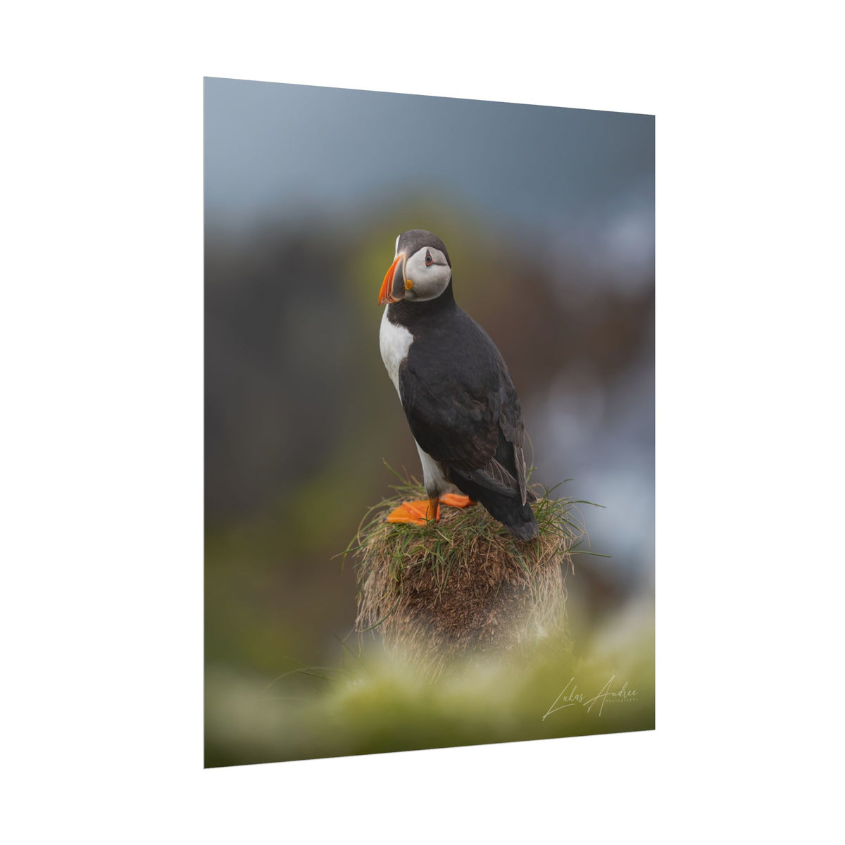 Puffin on the Cliffs Fine Art Print | By Photographer Lukas Andersen