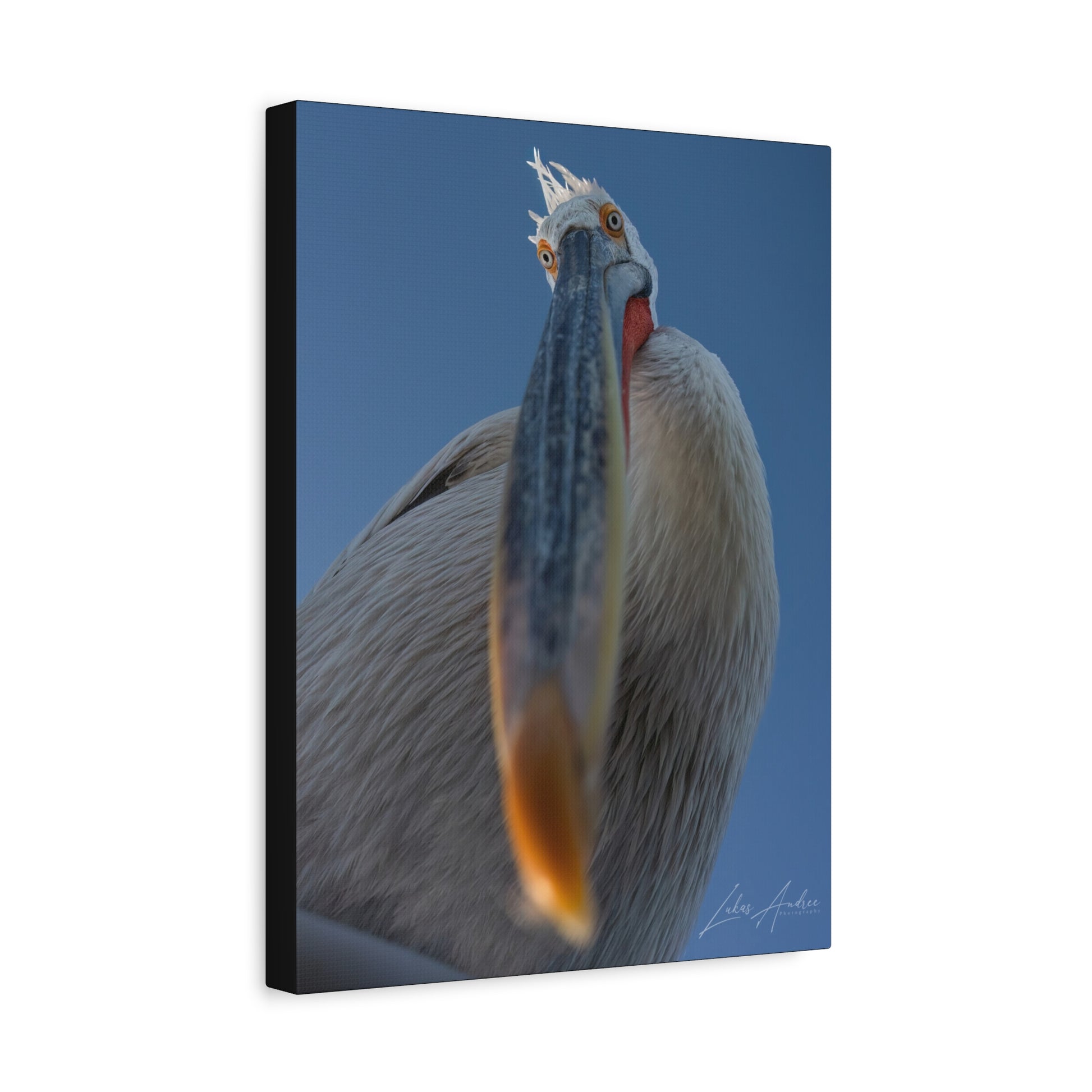 Pelican Gaze Against Open Sky — By Photographer Lukas Andersen