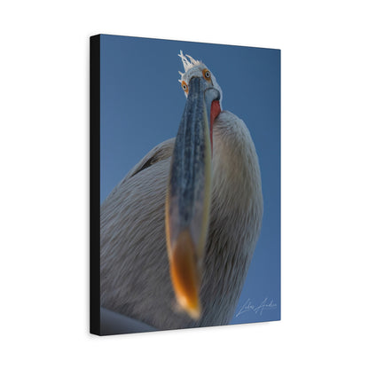 Pelican Gaze Against Open Sky — By Photographer Lukas Andersen
