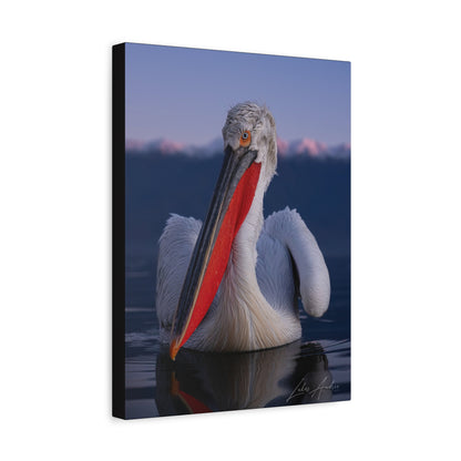 Pelican on Calm Water with Mountain Backdrop — By Photographer Lukas Andersen