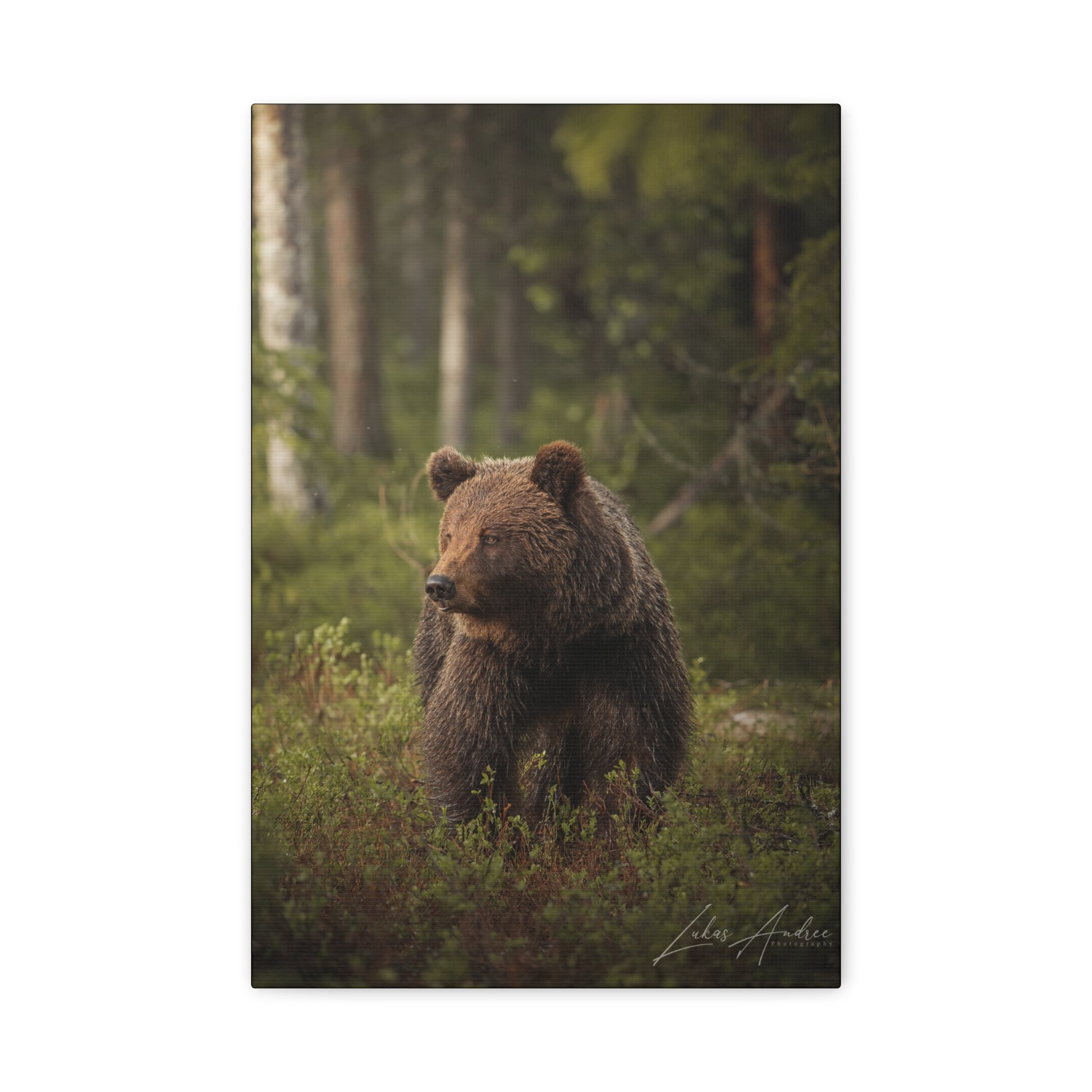 Brown Bear in Deep Forest Light – By Photographer Lukas Andersen