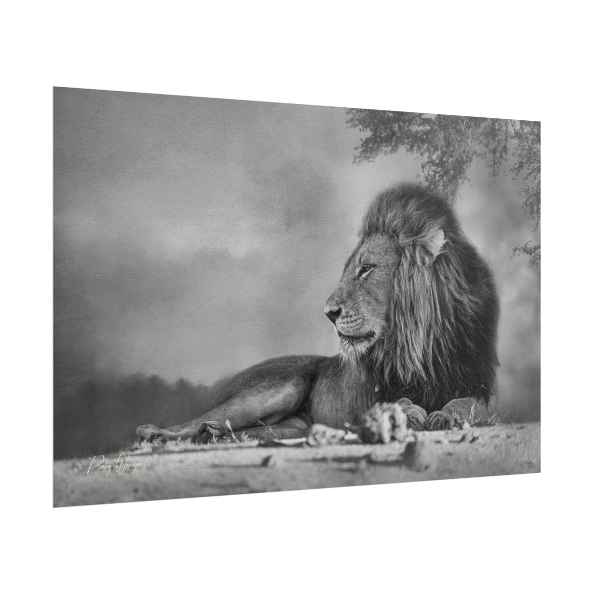 Lion Beneath the Acacia Fine Art Print | By Photographer Patsy Weingart