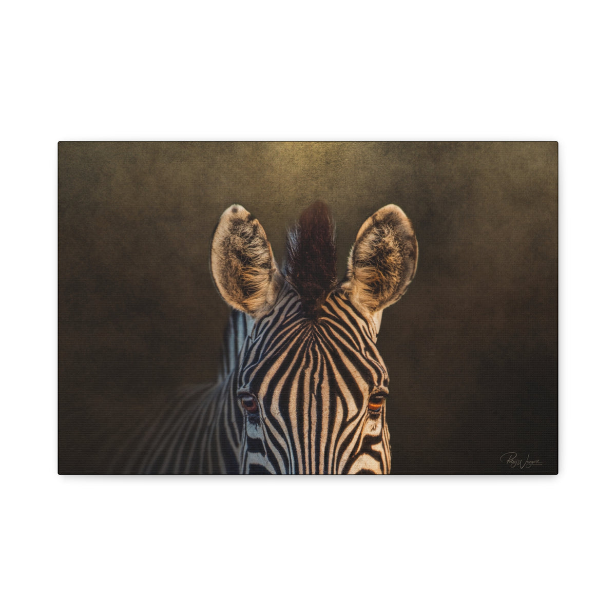 Zebra Close‑Up on Black — By Photographer Patsy Weingart