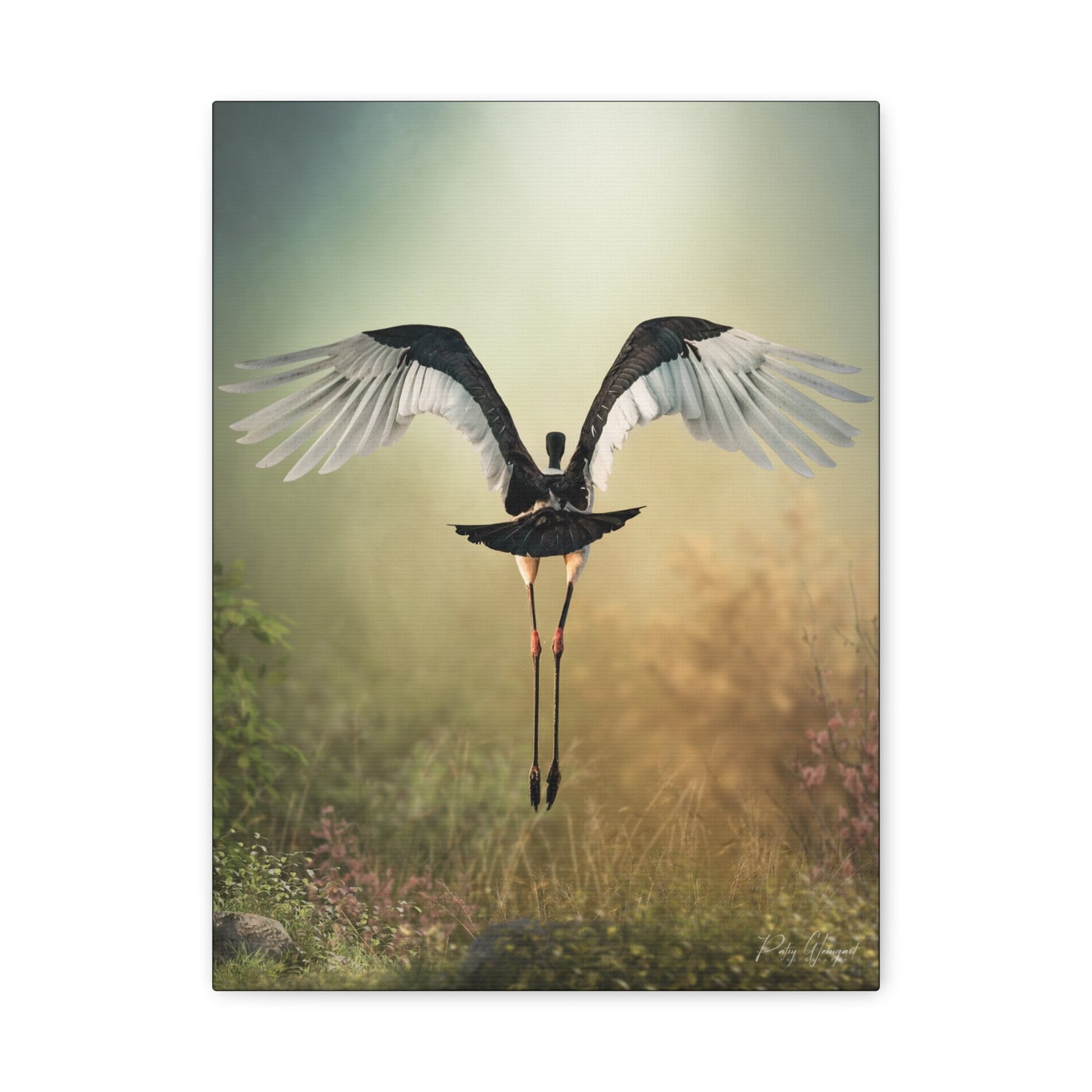 Grace in Flight – By Photographer Patsy Weingart